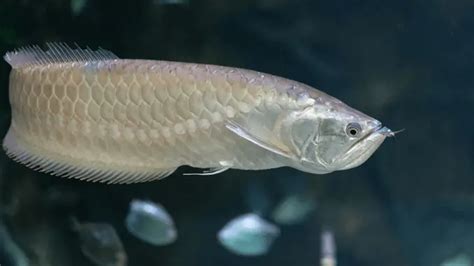arowana fish|Arowana Fish: Care, Diet, size, &  .